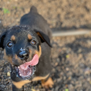 The Happy Dog